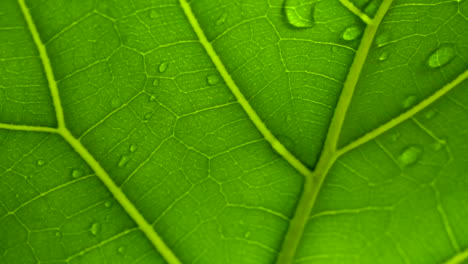 Macro-shot-of-rain-water-running-across-green-leaf-in-slow-motion,-transparent-leaf
