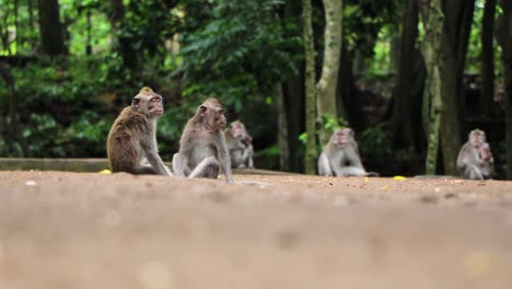 Group-of-monkeys-leisurely-relaxing-in-the-forest-minding-their-own-business-while-looking-around-with-two-adult-monkey-on-focus-and-others-in-blurry-background