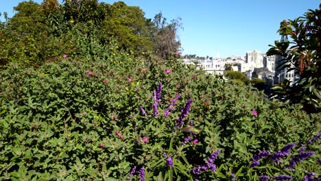 Wide-shot-of-a-green-hummingbird-feeding-on-purple-sage-flowers-on-a-sunny-day-in-Alamo-Square-Park-in-San-Francisco