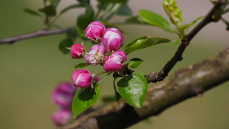 Blühender-Apfelbaum