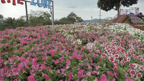 Jardín-De-Flores-En-El-Parque-Nacional-Flor-Silvestre-En-El-Parque-Nacional-Khao-Yai
