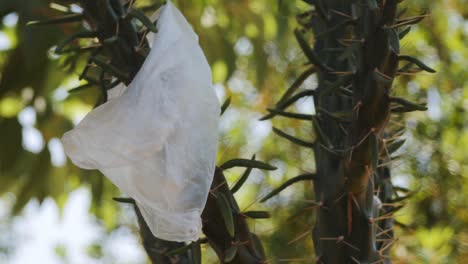 Eine-Plastiktüte,-Die-An-Einer-Im-Wind-Flatternden-Kaktuspflanze-Hängen-Geblieben-Ist