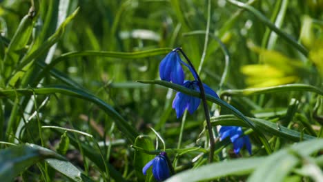 Blaue-Scilla-Blume-Im-Leichten-Wind-Zwischen-Grüner-Graswiese-Im-Frühling-April-In-Borås,-Schweden