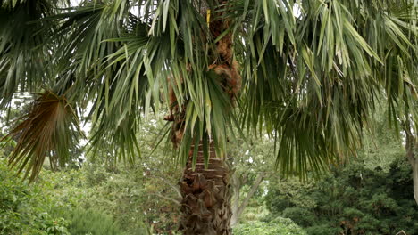 Cabbage-Tree-Palm,-Lavistona-Australis.-PAN-UP-SHOT