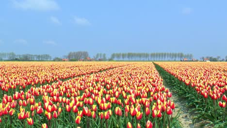 Entlang-Eines-Feldes-Mit-Roten-Und-Gelben-Tulpen