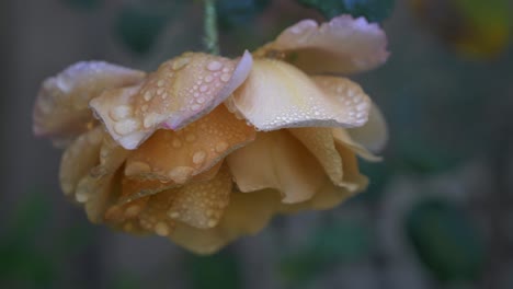 Up-close-shot-of-vibrant-yellow-garden-rose-in-the-rain-with-water-droplets-trickling-off-petals