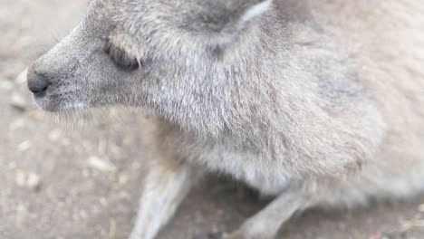 Canguro-Joven-En-La-Conservación-Australiana