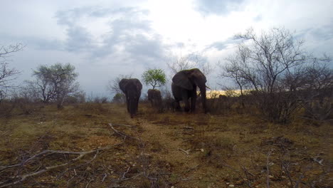 Unique-wide-angle-footage-of-a-small-herd-of-African-elephant-moving-passed-a-hidden-camera-in-the-wilderness-of-the-Greater-Kruger-National-Park,-a-newborn-calf-walks-closely-to-its-mother