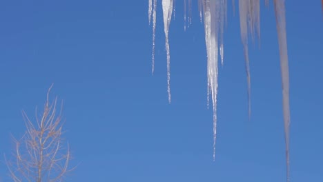 Eiszapfen-Tropfen-Und-Schmelzen-Mit-Klarem-Blauen-Himmel-Und-Weißem-Baum-Im-Hintergrund