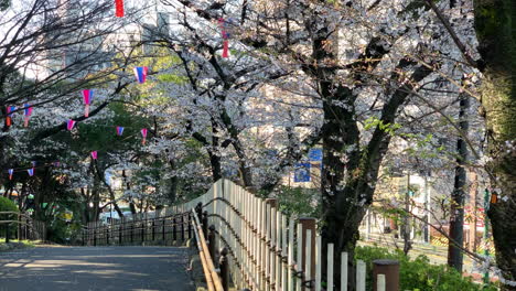 An-atmosphere-of-Hanami-with-fuchsia-cherry-blossoms,-paper-lamps,-street-and-trails-railing-at-Asukayama-Park