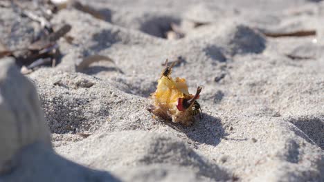 wide-shot-for-two-wasps-eating-leftover-apple-fruit-on-sand-beach