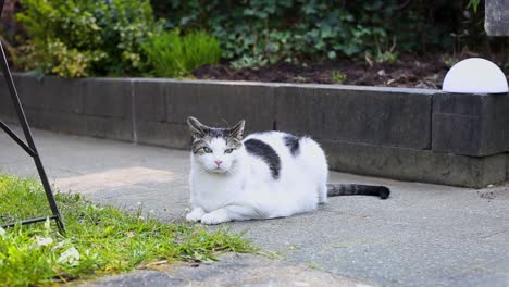 The-spotted-cat-lies-on-the-path-in-the-garden-and-looks-around
