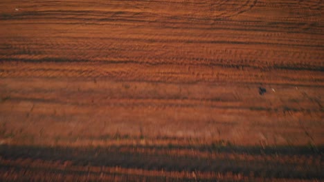 Aerial-drone-flight-over-deserted-agricultural-wheat-field-In-Sunset,-upward-tilting-movement