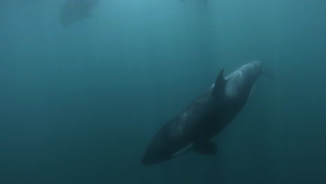 Orcas-Schwimmen-In-Der-Nähe-Der-Kamera,-Unterwasseraufnahme-In-Zeitlupe