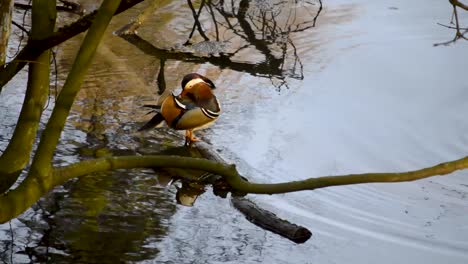 Colored-mandarin-duck-standing-on-a-fallen-wood-on-the-surface-of-the-lake-while-white-duck-swims-around-and-enjoys-the-water