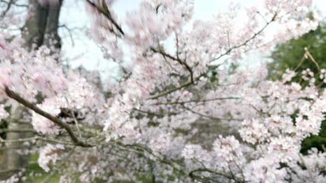 Wind-Bläst-Kirschblüten-Auf-Kirschbaum-Auf-Dem-Gelände-Von-Biltmore-House-In-Asheville,-North-Carolina-|-4k
