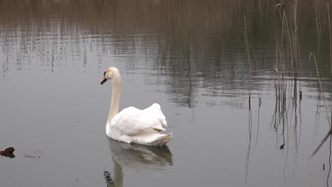 a-white-swan-swimming-on-a-lake