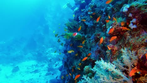 Atemberaubend-Farbenfrohes-Unterwasserleben