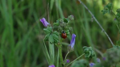 A-ladybug-staying-on-a-plant