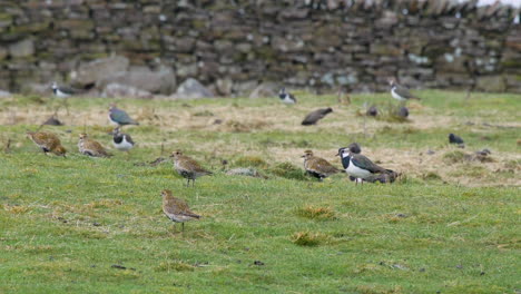 Golden-plover,-Starling-and-Lapwing-feeding-on-an-upland-pasture-also-known-as-in-bye,-in-the-North-Pennines-County-Durham