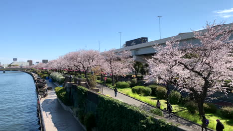 A-river-with-cherry-blossoms-at-Sumida-Park