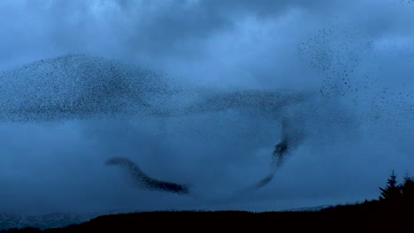 Massive-Starling-murmuration-against-dark-clouds-in-the-cold-evening-sky-at-Tarn-Sike-nature-reserve-Cumbria-UK