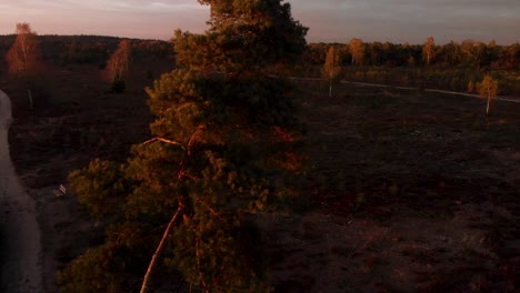 Aerial-revealing-a-pine-tree-in-the-middle-of-a-moorland-landscape-at-sunset-creating-a-deep-orange-golden-ambience-with-a-bench-on-a-dirt-path-passing-by