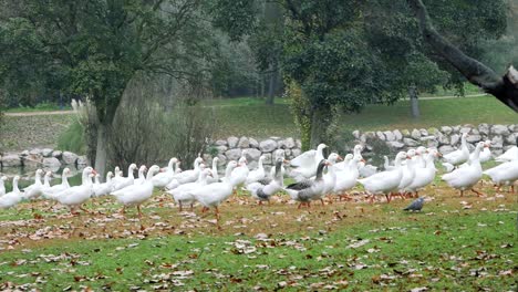 A-flock-of-gees-wallking-on-a-natural-place