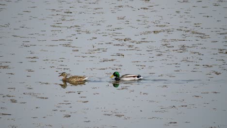 A-couple-of-real-ducks-swimming-towards-left