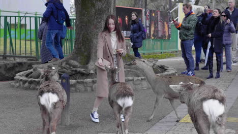 Woman-feeding-Deer-in-Nara-Park