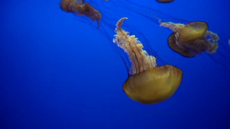 Pazifische-Seenesseln-Treiben-Und-Pulsieren-Harmonisch-Im-Monterey-Bay-Aquarium-In-Kalifornien