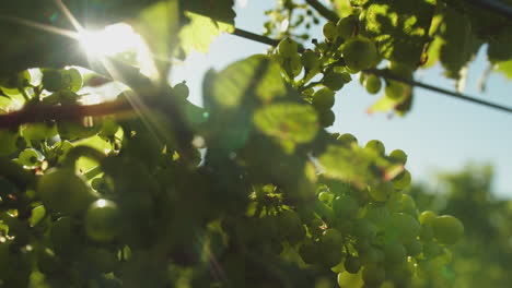 Grapes-on-the-vine-blowing-in-the-wind-as-the-sun-backlights-them-with-a-lens-flare-peaking-between-the-leaves-on-a-sunny-day