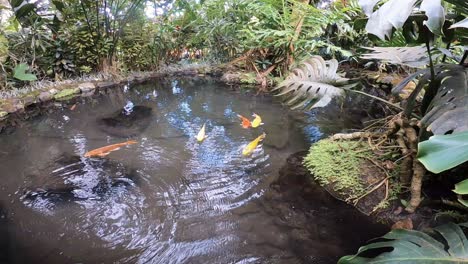 Dies-Sind-GoPro-7-Aufnahmen-Des-Fischteichs-An-Den-Natürlichen-Heißen-Quellen-In-Tabacon-In-Costa-Rica