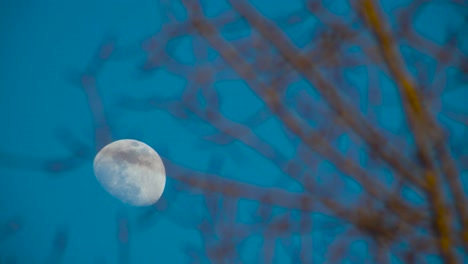 Sunset-moon-shot-through-branches