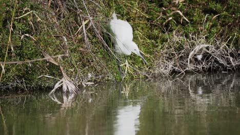 Little-Egret-catches-fish-from-pond-with-reflection