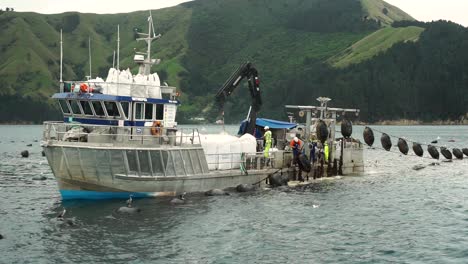 Slowmo---Muschelboot-Auf-Der-Plantage-Mit-Besatzung-Beim-Ernten-Neuseeländischer-Grünschalenmuscheln