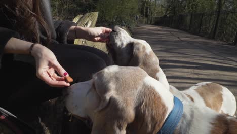 2-Bassetthunde-Werden-Von-Ihrer-Besitzerin-In-Einem-Park-Mit-Einem-Snack-Gefüttert