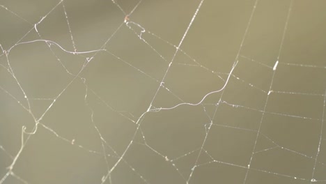 Spider-cobweb-macro-in-breeze