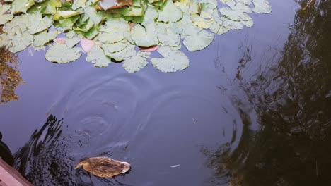Enten-Schwimmen-Zusammen-Auf-Einem-See-Mit-Wunderschönen-Blättern-Und-Farben