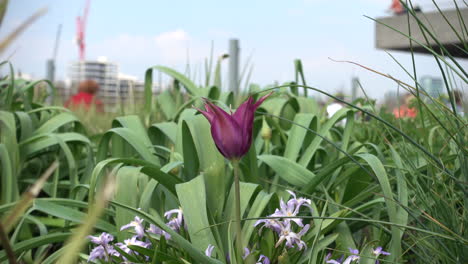 Purple-tulip-on-a-spring-sunny-day-with-a-London-city-backdrop