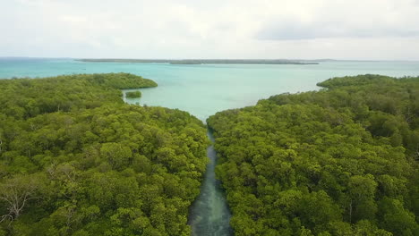 three-mangrove-islands-during-the-day