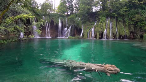 Submerged-tree-in-the-Crystal-blue-waters-of-Plitvice-lakes-in-the-Park-in-Croatia