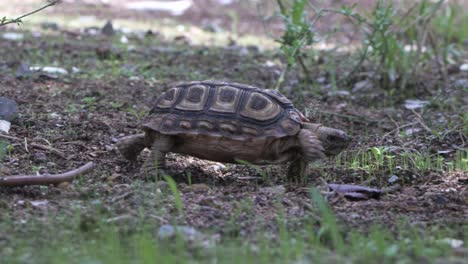Following-a-Parrot-beaked-tortoise-walking-from-left-to-right,-close-up