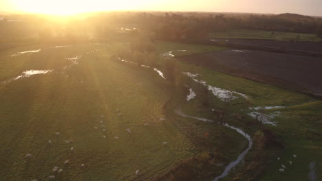 Aerial-view-of-sheep-grazing-in-a-field-beside-the-river-Stour-on-the-outskirts-of-Ashford,-Kent,-UK-with-a-stunning-sunrise-glow