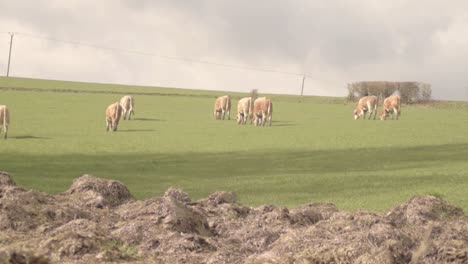 Kühe-Grasen-Auf-Einem-Feld