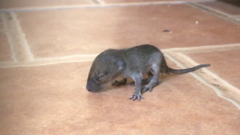 medium-locked-shot-of-new-born-mouse-rat-on-ceramic-stone-floor-in-an-open-kitchen-space-in-Thailand-street-food-restaurant,-daylight-situation-indoor