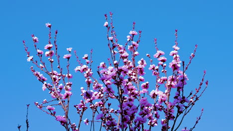 Schöne-Kirschblüten-Sakura-Im-Frühling-über-Blauem-Himmel