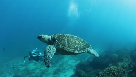 Ein-Unterwasserfotograf-Taucht,-Während-Er-Eine-Im-Meer-Schwimmende-Meeresschildkröte-Fotografiert