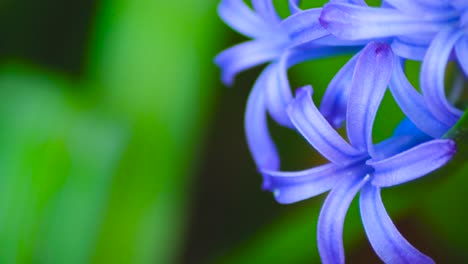 Purple-Hyacinth-slow-motion-shot