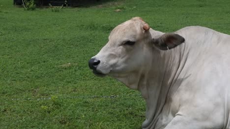 Closeup-view-of-a-cattle-relaxing-and-chewing-the-cud